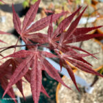 Acer palmatum 'Atropurpureum' - Érable du Japon