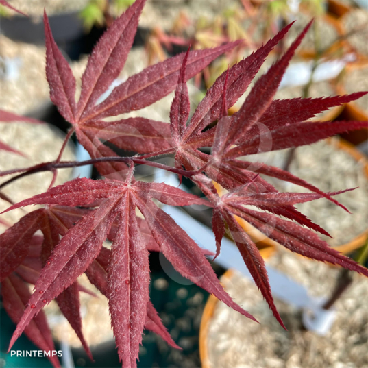 Acer palmatum 'Atropurpureum' - Érable du Japon