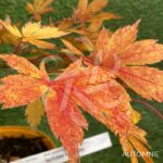 Acer palmatum 'Autumn Showers' - Érable du Japon