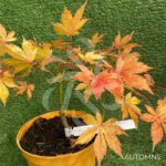 Acer palmatum 'Autumn Showers' - Érable du Japon