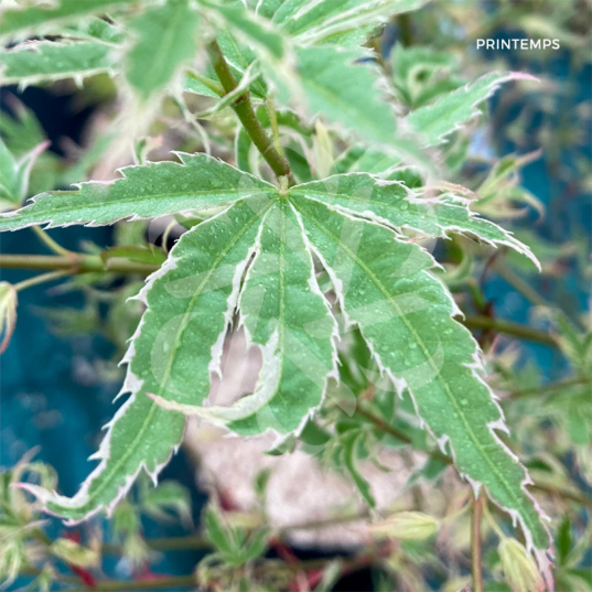 Acer palmatum Butterfly - Érable du Japon