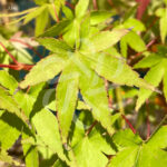 Acer palmatum 'Collingwood Ingram' - Érable du Japon