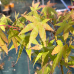 Acer palmatum 'Collingwood Ingram' - Érable du Japon