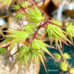 Acer palmatum 'Collingwood Ingram' - Érable du Japon