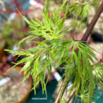 Acer palmatum 'Emerald Lace' - Érable du Japon dissectum