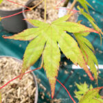 Acer palmatum 'Hakodate Yama' - Érable du Japon