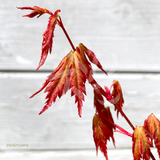 Acer Palmatum 'Nadia' - Érable du Japon chez Palmatia Plantes