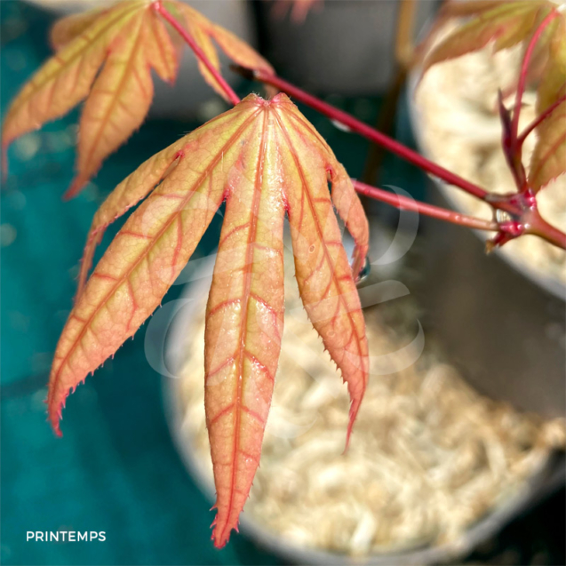 Acer palmatum 'Oo Momiji' - Érable du Japon