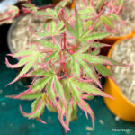 Acer Palmatum 'Ori Zuro Momohu' - Érable du Japon