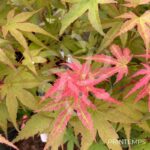 Acer Palmatum 'Phoenix' - Érable du Japon