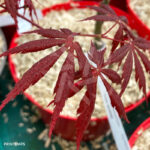 Acer Palmatum 'Rainbow' - Érable du Japon
