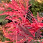 Acer Palmatum 'Red Select' - Érable du Japon