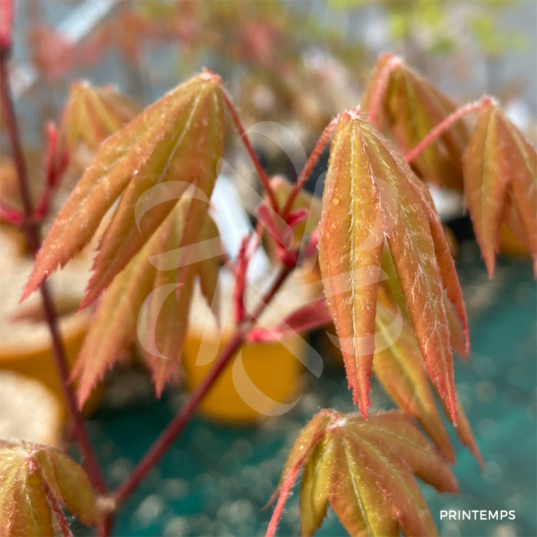Acer circinatum 'Red Wing' - Érable du Japon