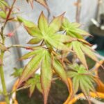 Acer palmatum 'Shohrei Ki Ji' - Érable du Japon