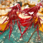 Acer Palmatum 'Super Ruby' - Érable du Japon