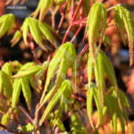 Acer palmatum 'Susan' - Érable du Japon