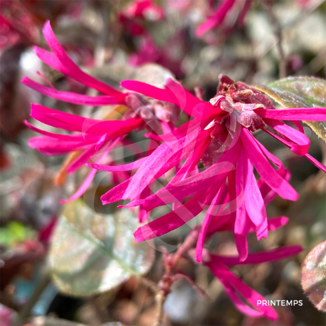 Loropetalum chinense 'Fire dance' hamamelis disponible en notre magasin en ligne de plantes