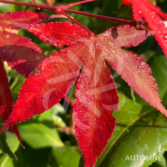 Acer palmatum 'Daiji Sen' - Érable du Japon