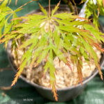 Acer Palmatum 'Black Skate' - Érable du Japon