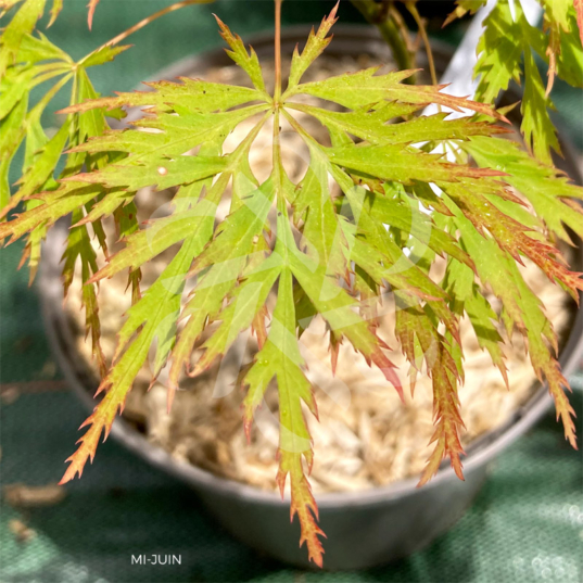 Acer Palmatum 'Black Skate' - Érable du Japon
