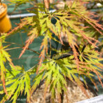 Acer Palmatum 'Black Skate' - Érable du Japon