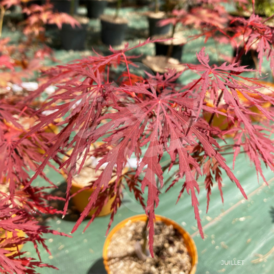 Acer Palmatum 'Super Ruby' - Érable du Japon