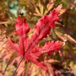 Acer palmatum 'Amber Ghost' - Érable du Japon