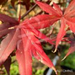 Acer palmatum 'Bloodgood' - Érable du Japon