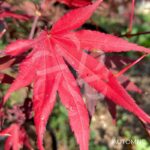 Acer palmatum 'Bloodgood' - Érable du Japon