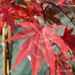 Acer palmatum 'Cascade Emerald' - Érable du Japon