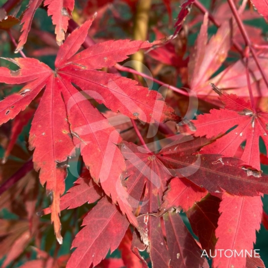 Acer palmatum 'Cascade Emerald' - Érable du Japon