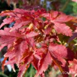 Acer palmatum 'Shishigashira' - Érable du Japon