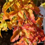 Acer palmatum 'Shishigashira' - Érable du Japon