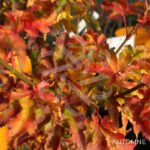 Acer palmatum 'Shishigashira' - Érable du Japon