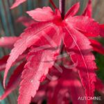 Acer palmatum 'Skeeter's Broom' - Érable du Japon