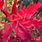 Acer palmatum 'Skeeter's Broom' - Érable du Japon