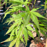 Acer palmatum 'Cascade Emerald' - Érable du Japon