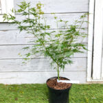 Acer palmatum 'Seiryu' - Érable du Japon