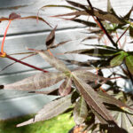 Acer palmatum 'Skeeter's Broom' - Érable du Japon