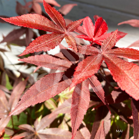 Acer palmatum 'Twombly's Red Sentinel' - Érable du Japon