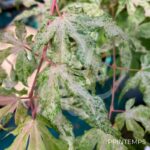 Acer palmatum 'Ukigumo' - Érable du Japon