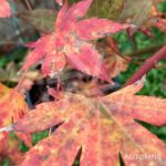 Acer palmatum 'Brown Sugar' - Érable du Japon