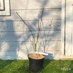 Acer palmatum 'Brown Sugar' - Érable du Japon