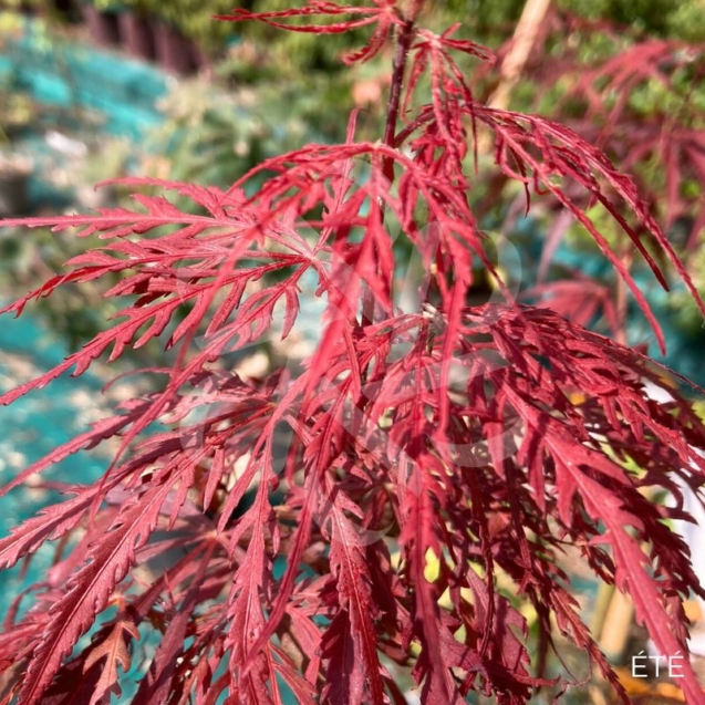 Acer palmatum 'Firecracker' - Érable du Japon