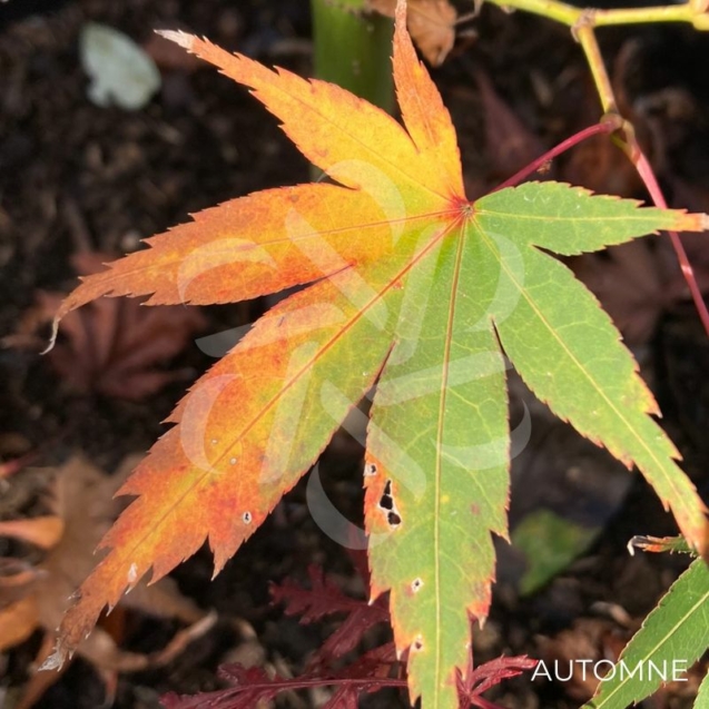 Acer palmatum 'Hama Otome' - Érable du Japon