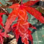 Acer palmatum 'Hama Otome' - Érable du Japon