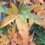 Acer palmatum 'Hama Otome' - Érable du Japon