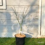Acer palmatum 'Hama Otome' - Érable du Japon