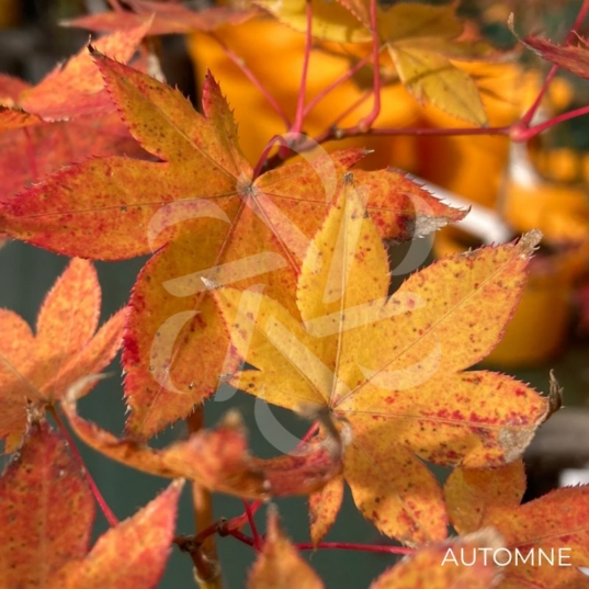 Acer palmatum 'Korin' - Érable du Japon