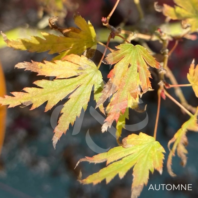 Acer Palmatum 'My Chapparo' - Érable du Japon chez Palmatia Plantes